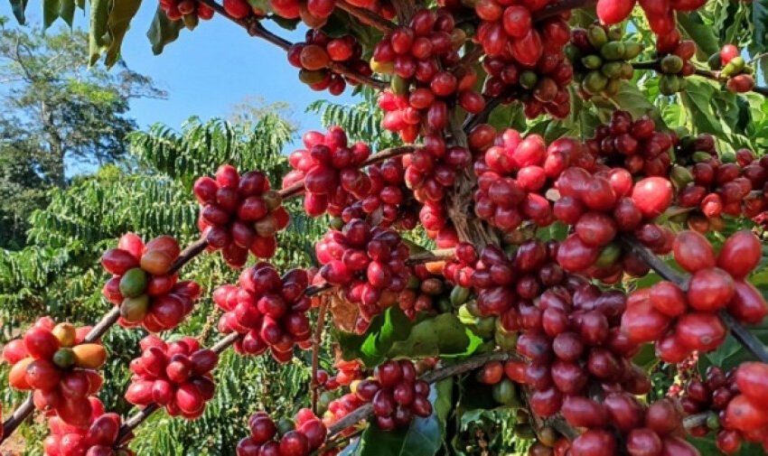  Gabela exporta 108 toneladas de café para a Europa. Uma modesta recuperação de um caminho que ainda tem muito por percorrer