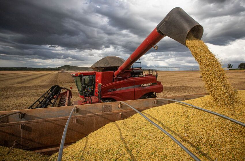  Produção nacional de cereais cresce 4,9% e atinge 3,52 milhões de toneladas