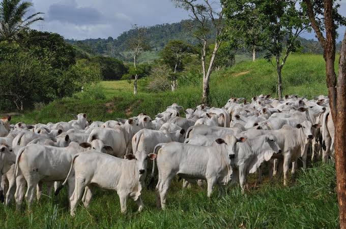  Produção pecuária cai 2,5% em 2024