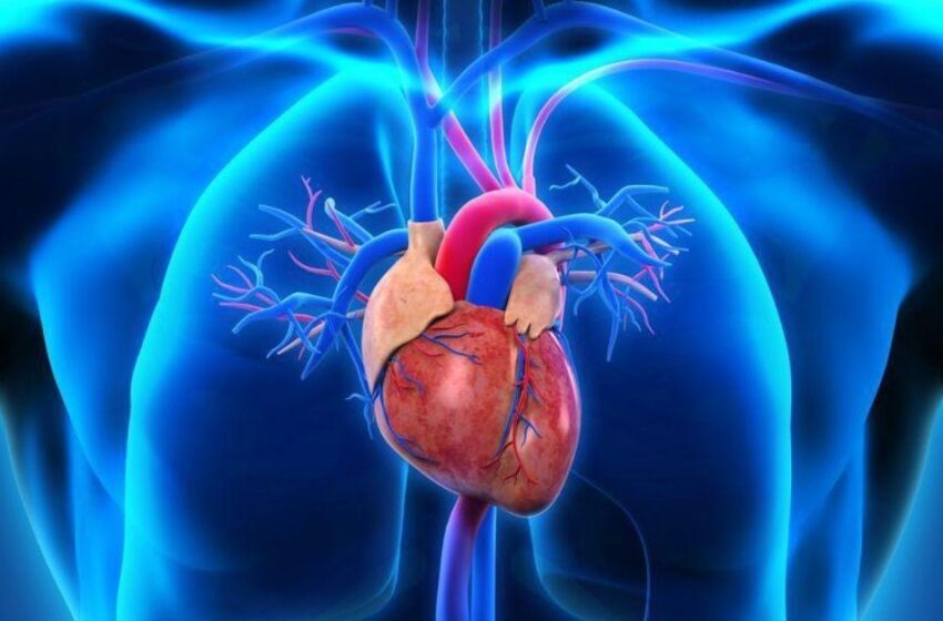  Investigadores descobrem abordagem que pode “rejuvenescer o coração” e travar forma grave de insuficiência cardíaca