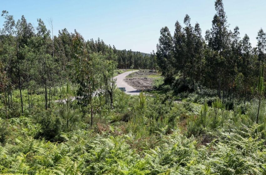  Mundo entra hoje em dívida ecológica
